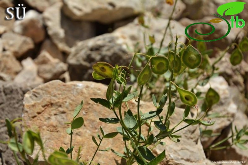 Tunceli