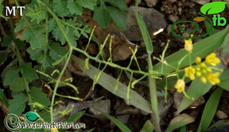 subsp. sylvestris-İstanbul