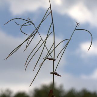 Sandras dağı-Köyceğiz