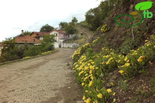 Tokat