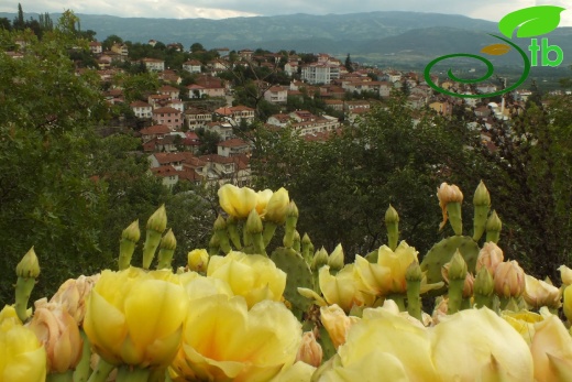 Tokat