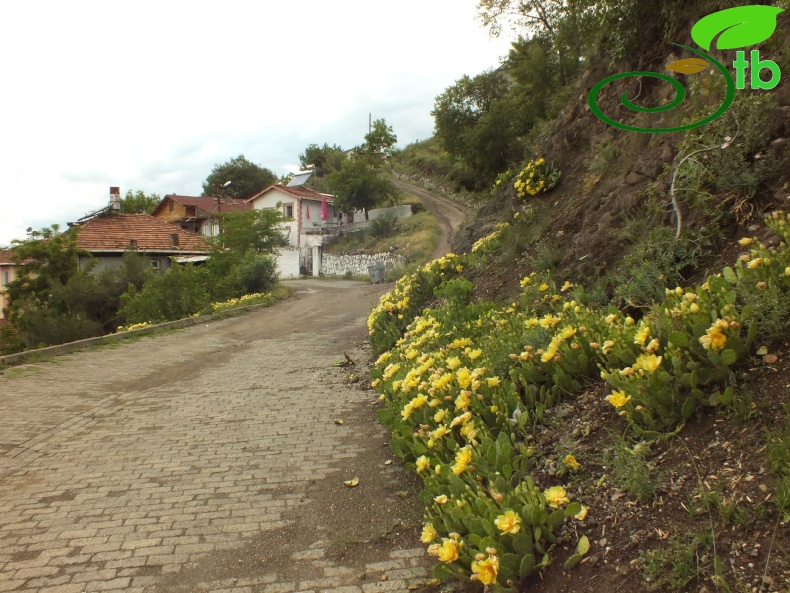 Tokat