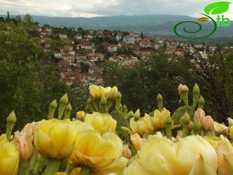 Tokat