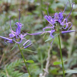 subsp. amplexicaule-Kütahya
