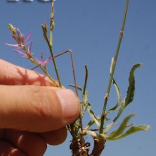 ssp limonifolium-Bozdağ-İzmir