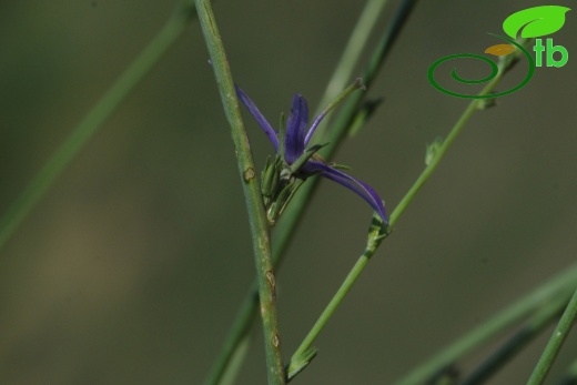 subsp. pestalozzae- İzmir