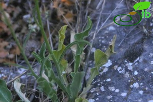 ssp pestalozzae-Afyon