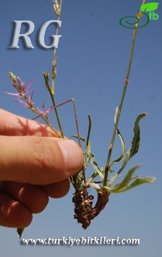 ssp limonifolium-Bozdağ-İzmir