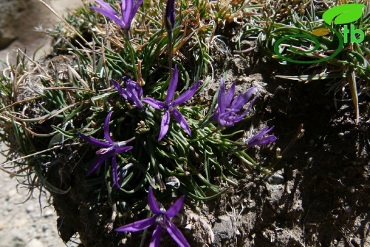 Kayseri