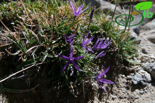 Kayseri