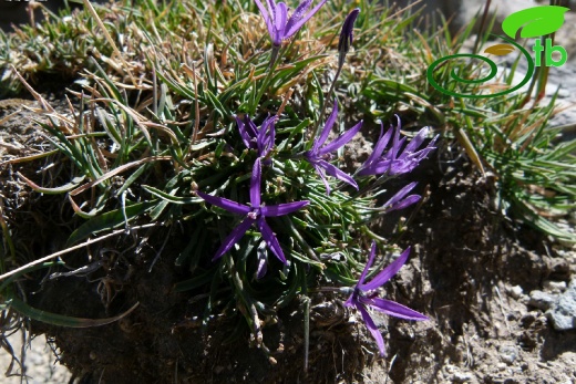 Kayseri