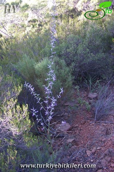 subsp. cichoriiforme-Muğla