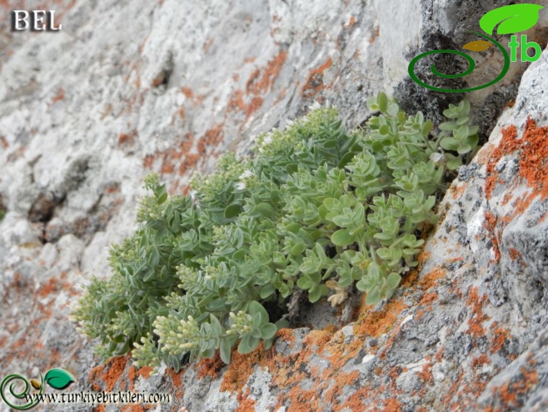 Boncuk dağları-Burdur