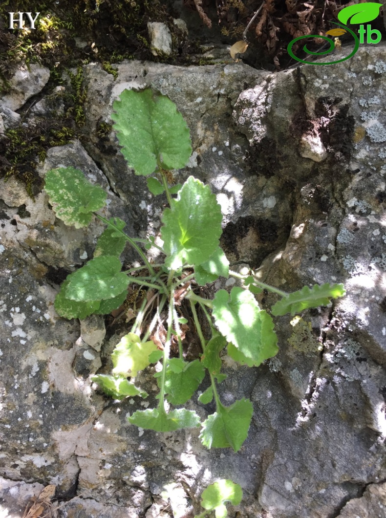 subsp.icarica- İzmir