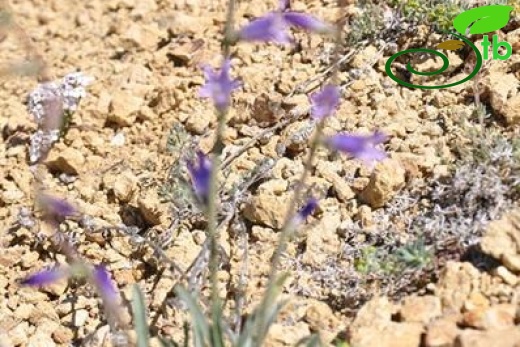 subsp ptarmicifolia-Erzincan