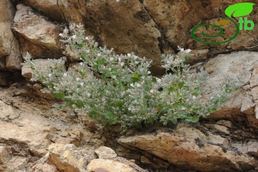 subsp. densiflora-Tunceli