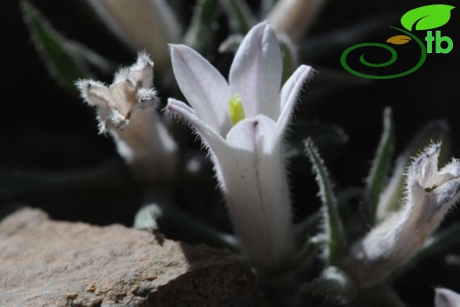 subsp. densiflora-Tunceli