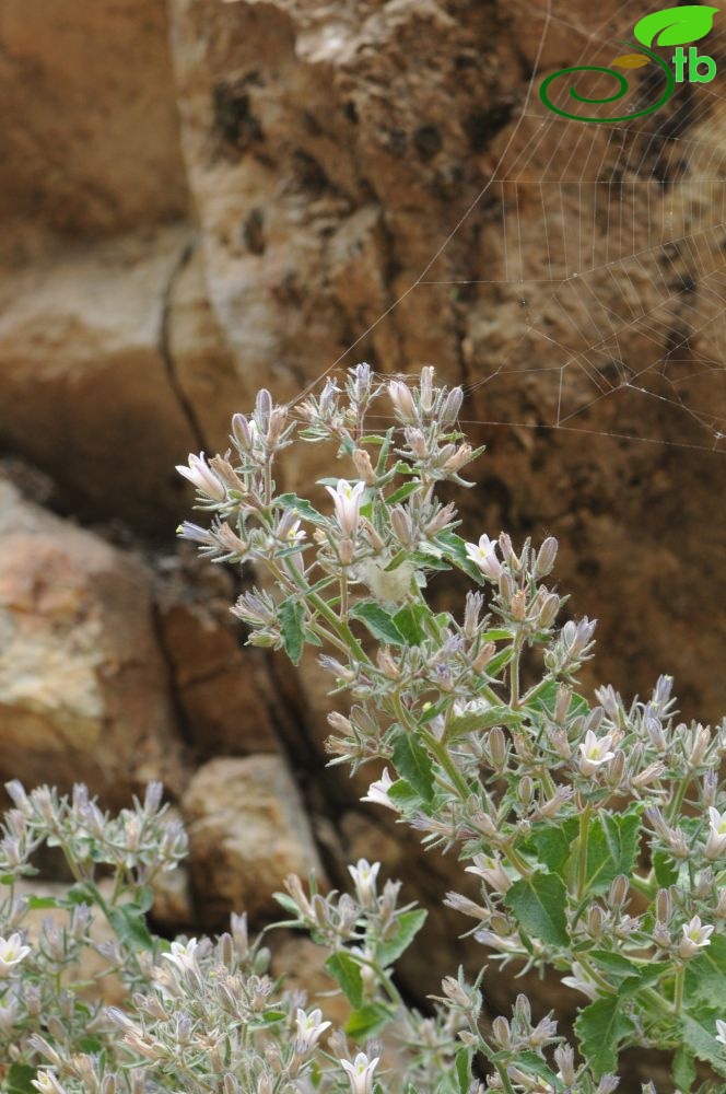 subsp. densiflora-Tunceli