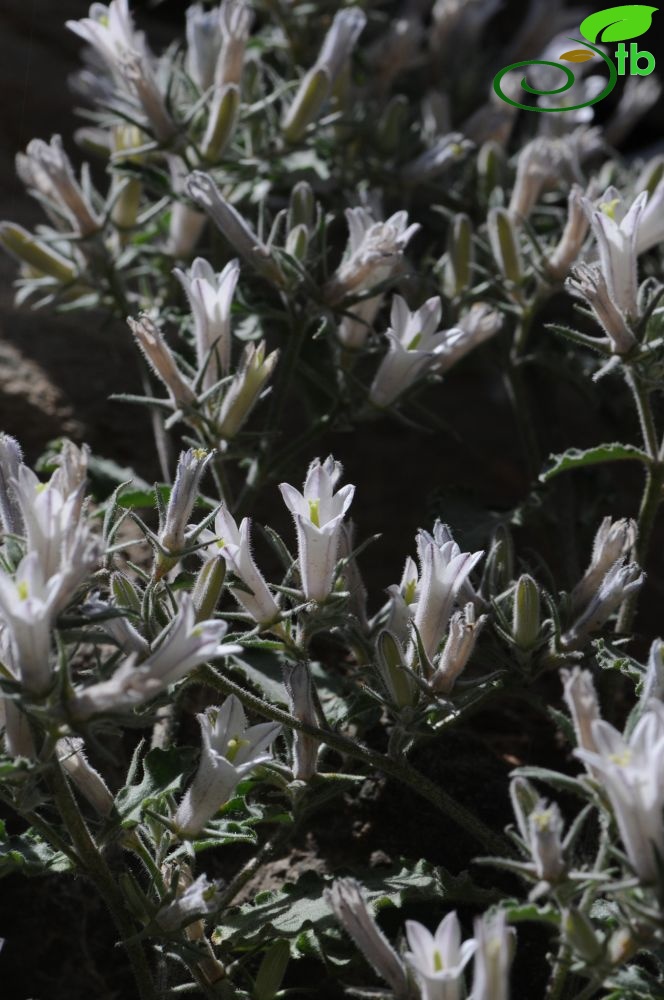 subsp. densiflora-Tunceli