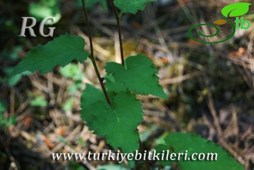 ssp cordifolia-Kıbrıscık-Bolu