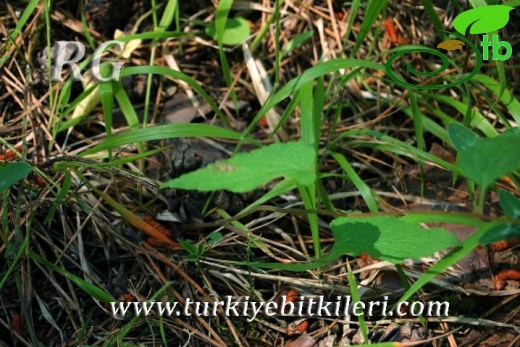 ssp rapunculoides-Kıbrıscık-Bolu