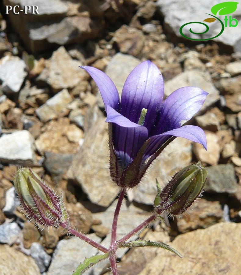 Bitlis