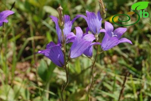 Ilgaz dağları