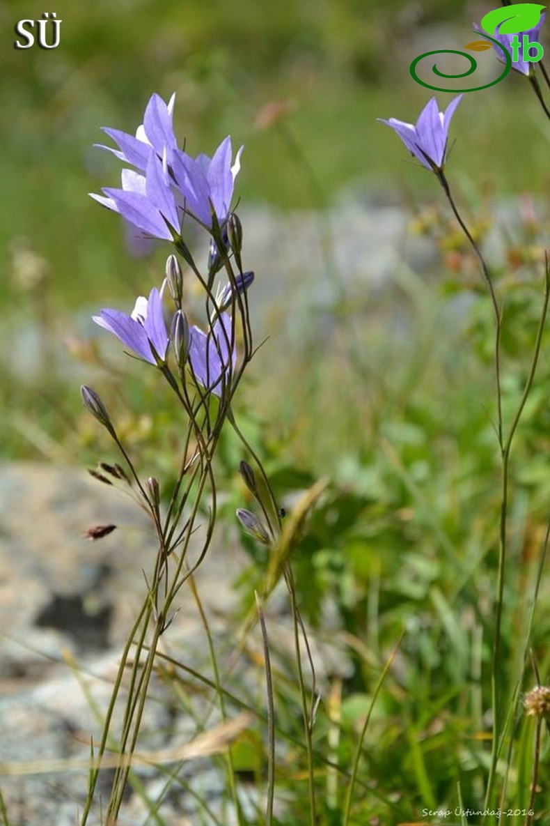 Kaçkar dağları