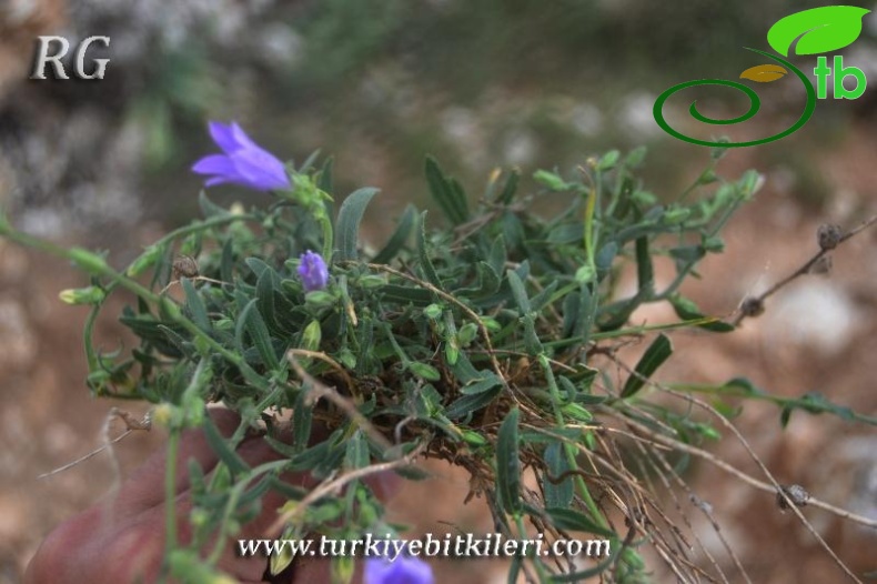 var stricta-Girdev gölü-Muğla