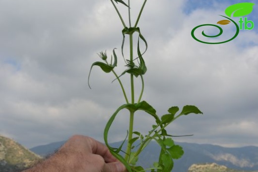 var bidens-Datça-Muğla