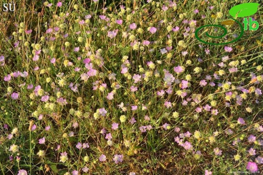 Ovacık-Tunceli