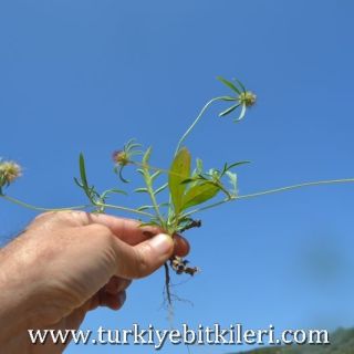 Datça-Muğla