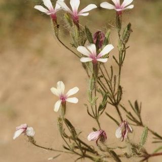 Ermenistan
