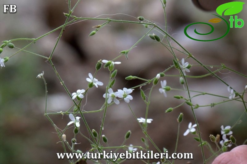 ssp microsepala-Marmaris-Muğla