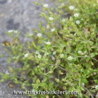 ssp leptoclados-Riva-İstanbul