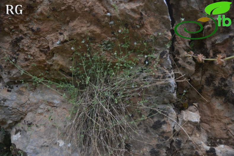 ssp serpyllifolia- Yilanlı dağı-Muğla