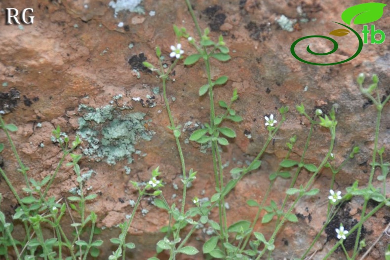 ssp serpyllifolia- Yilanlı dağı-Muğla