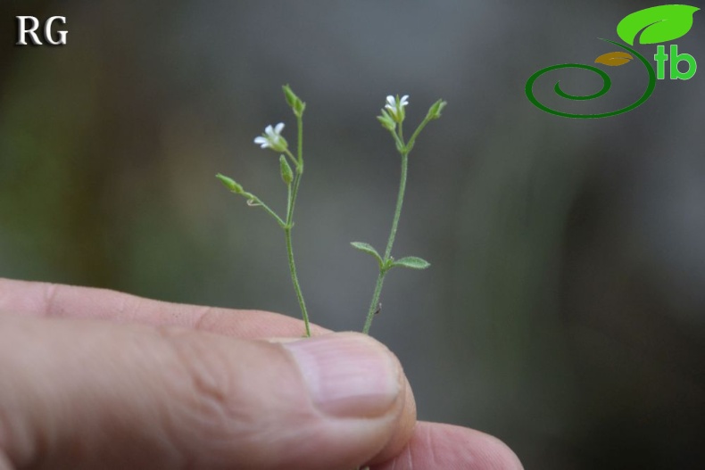 ssp serpyllifolia- Yilanlı dağı-Muğla