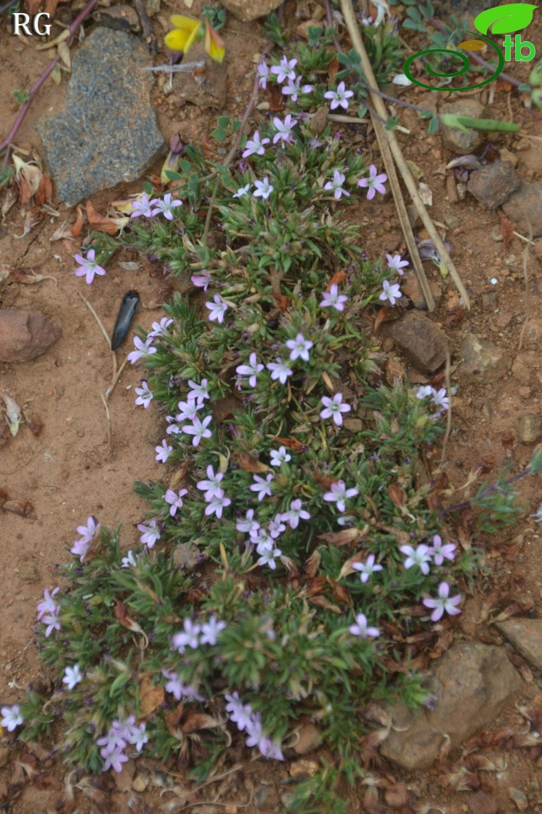 var fascicularis-Sandras