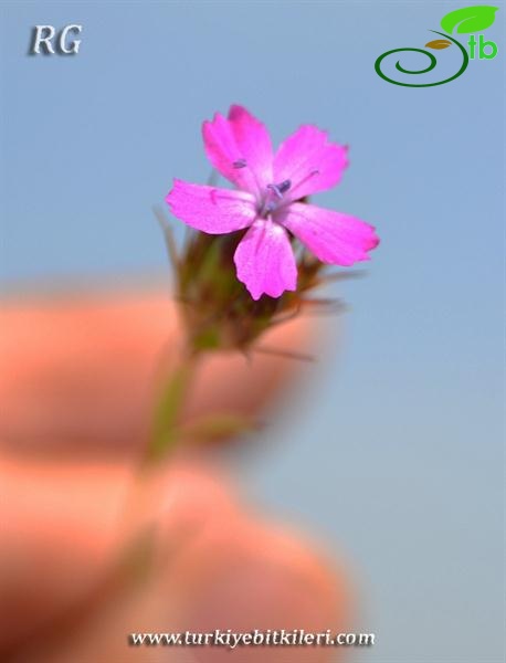 Bendimahi deltası-Van