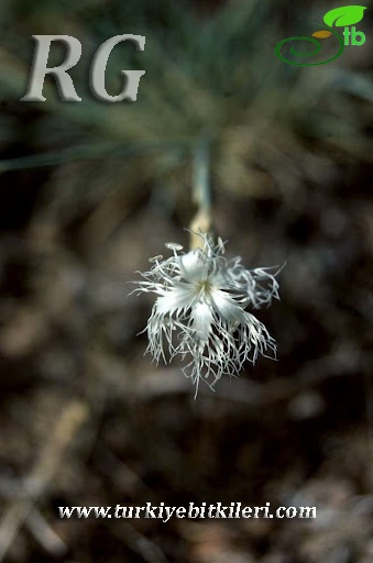 var crinitus-Çubuk-Ankara