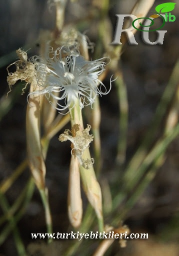 var crinitus-Haymana-Ankara