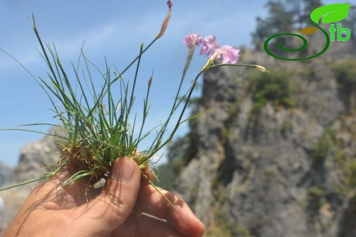 var actinopetalus-Ula-Muğla