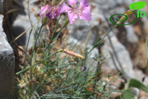 var actinopetalus-Ula-Muğla