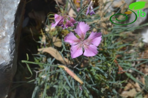 var actinopetalus-Ula-Muğla