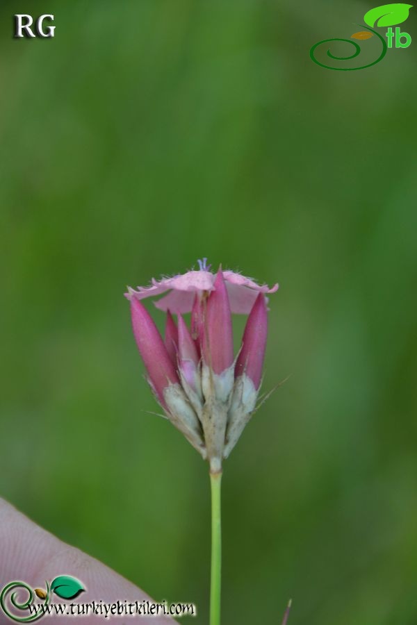 Boncuk dağları-Burdur