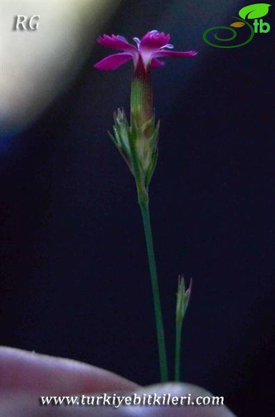 var glabrescens-Sivas