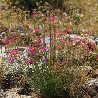 var. zonatus-İzmir