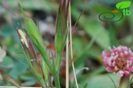 var aristatus-Gerede-Bolu