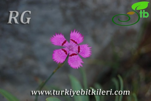 var zonatus-Aladağlar-Niğde